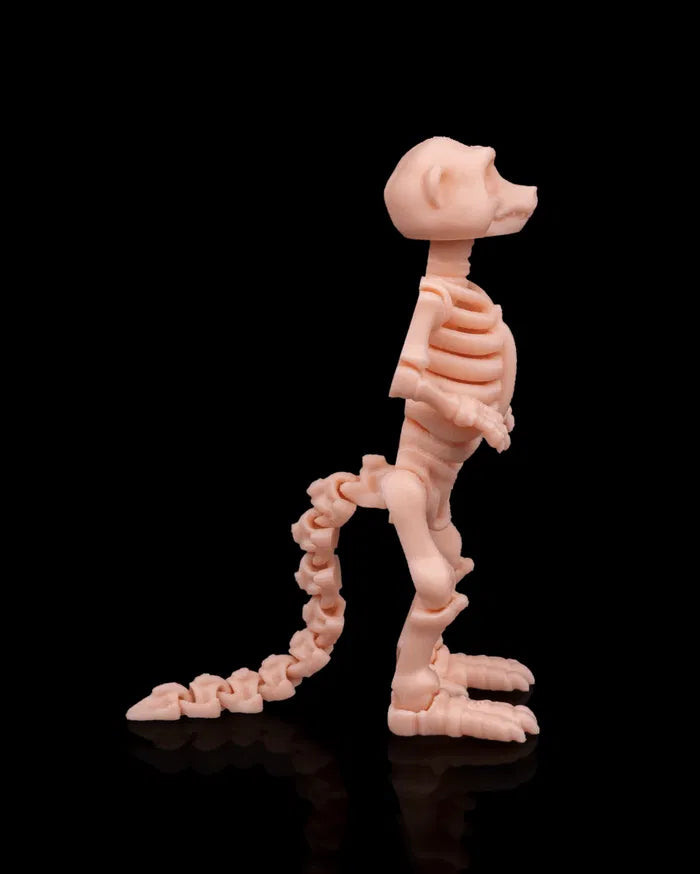 Skeleton_Meerkat_3_a007538971