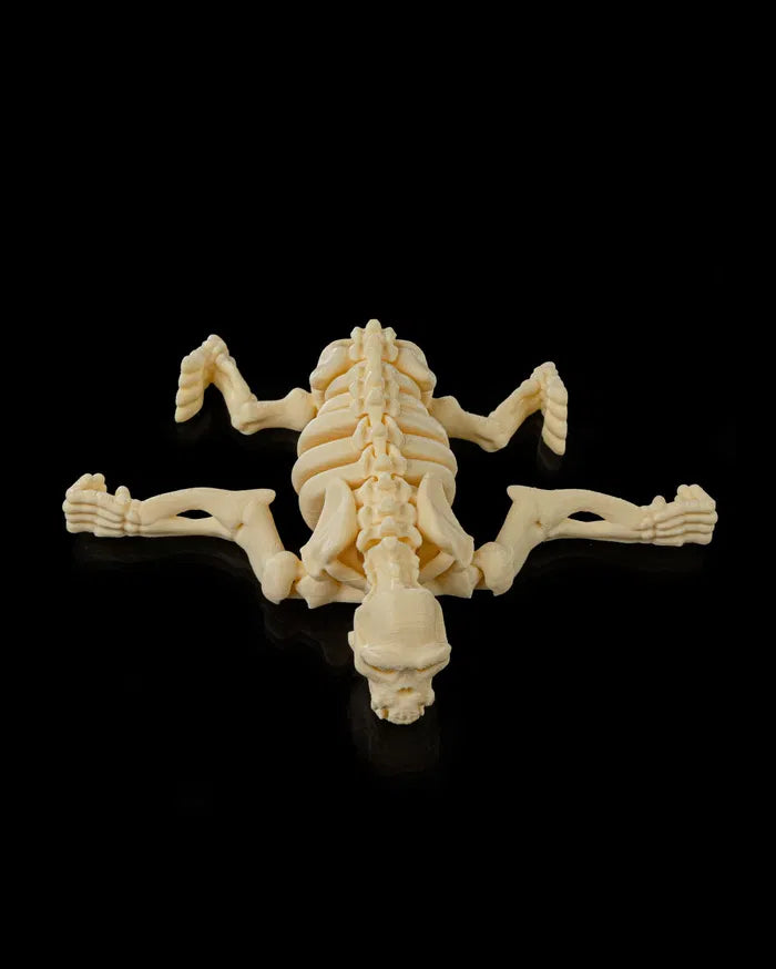 Skeleton_Chimp6_4de355f3bf