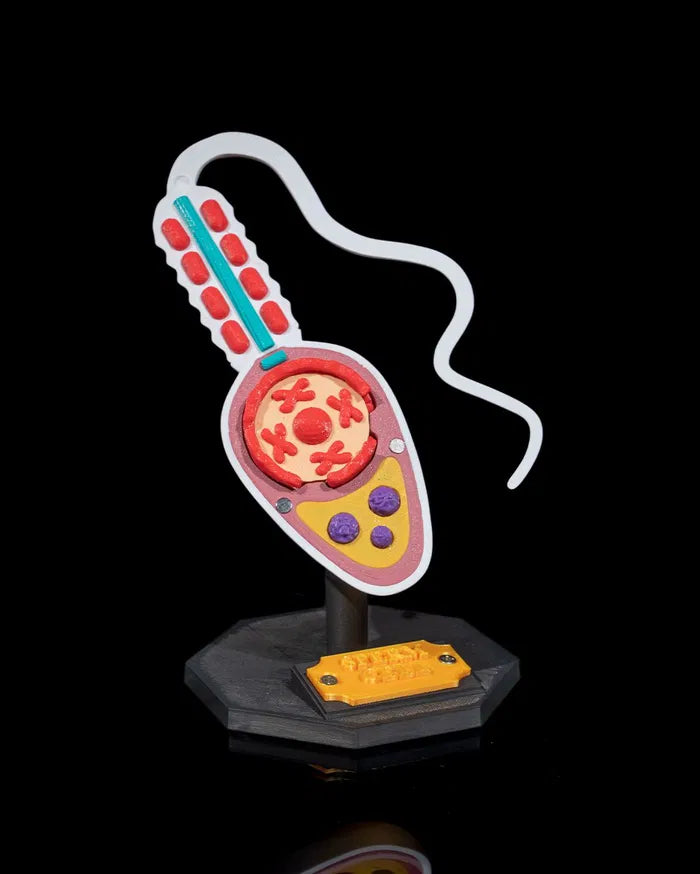 Sperm_Cell_1_4082d2f1f3