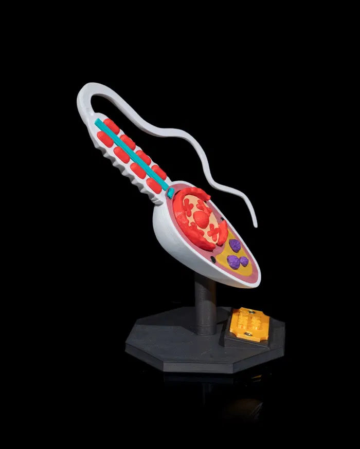 Sperm_Cell_3_f50de3a02f