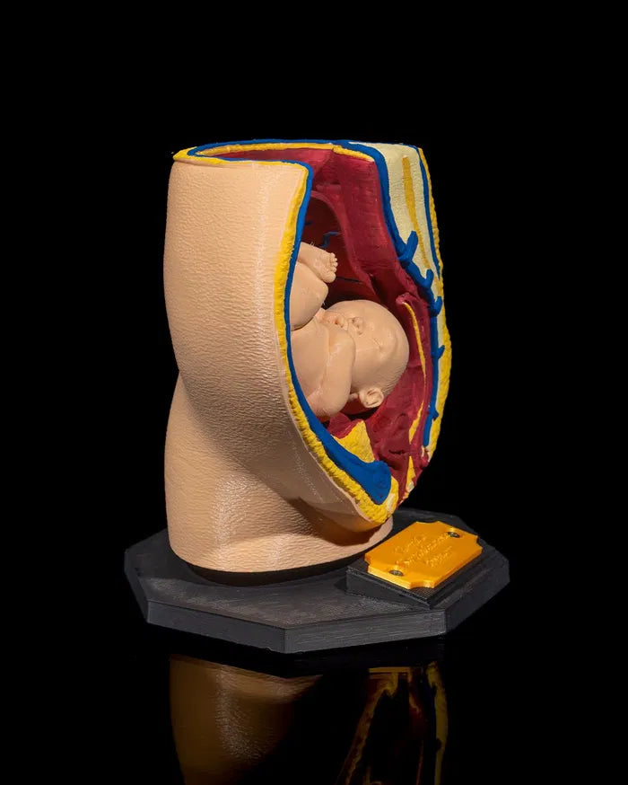 Female_Reproductive_System_3_b3ff014cff