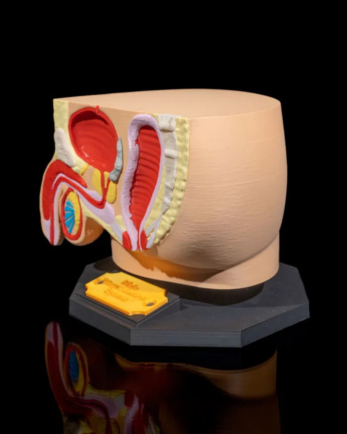 Male_Reproductive_System_5_5d2a3a1a6d