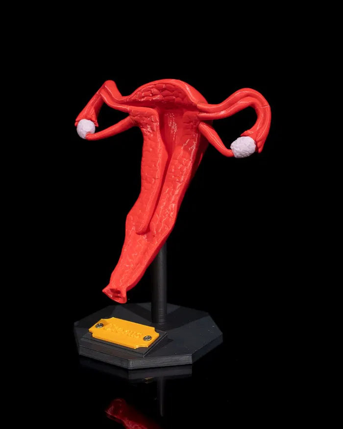 Uterus_3_c95b6f65c2