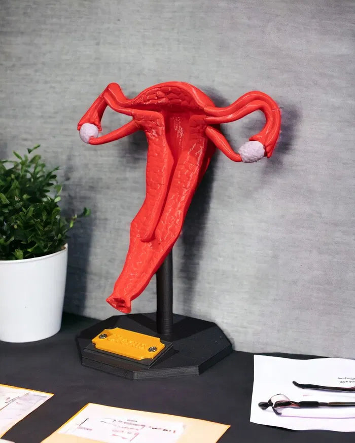 Uterus_3_Photoroom_4400993aec