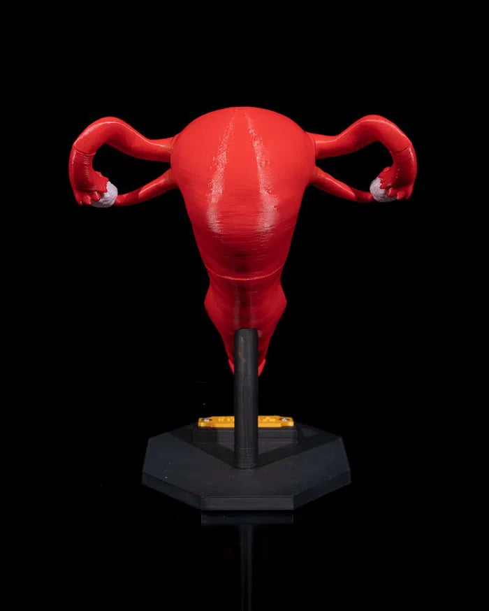 Uterus_6_2355d9c786