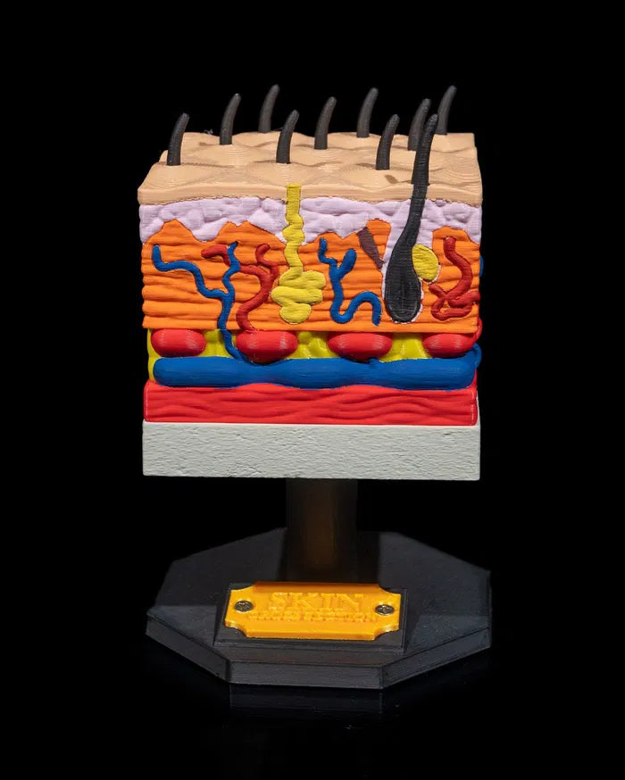 Skin_Cross_Section_1_c93cb024ed