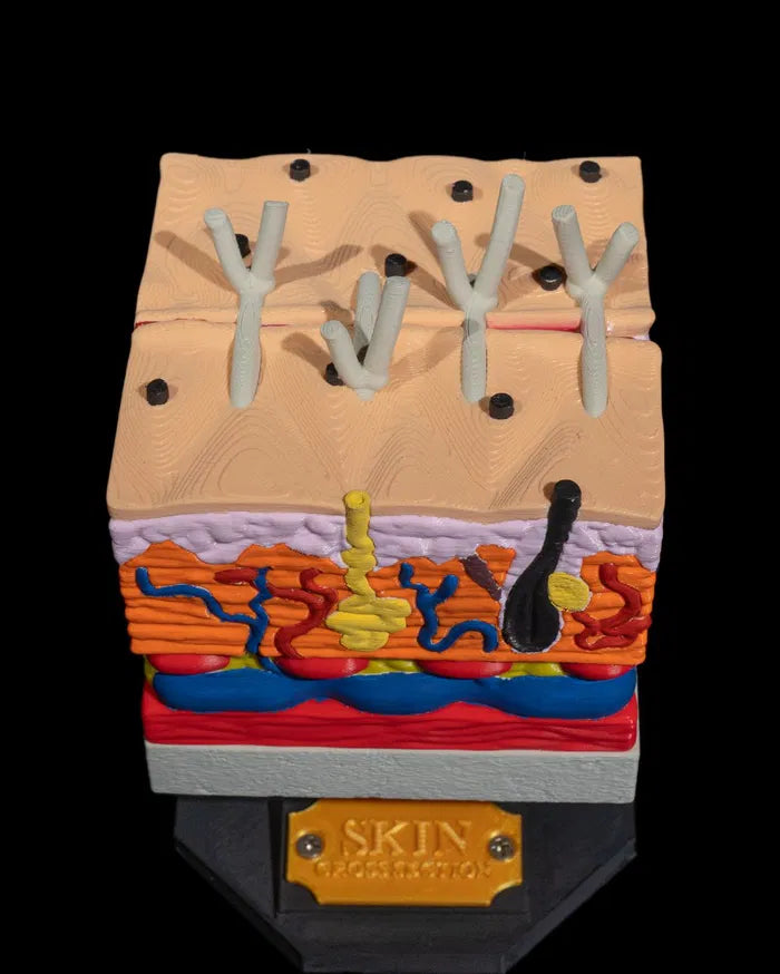 Skin_Cross_Section_6_297672dd90