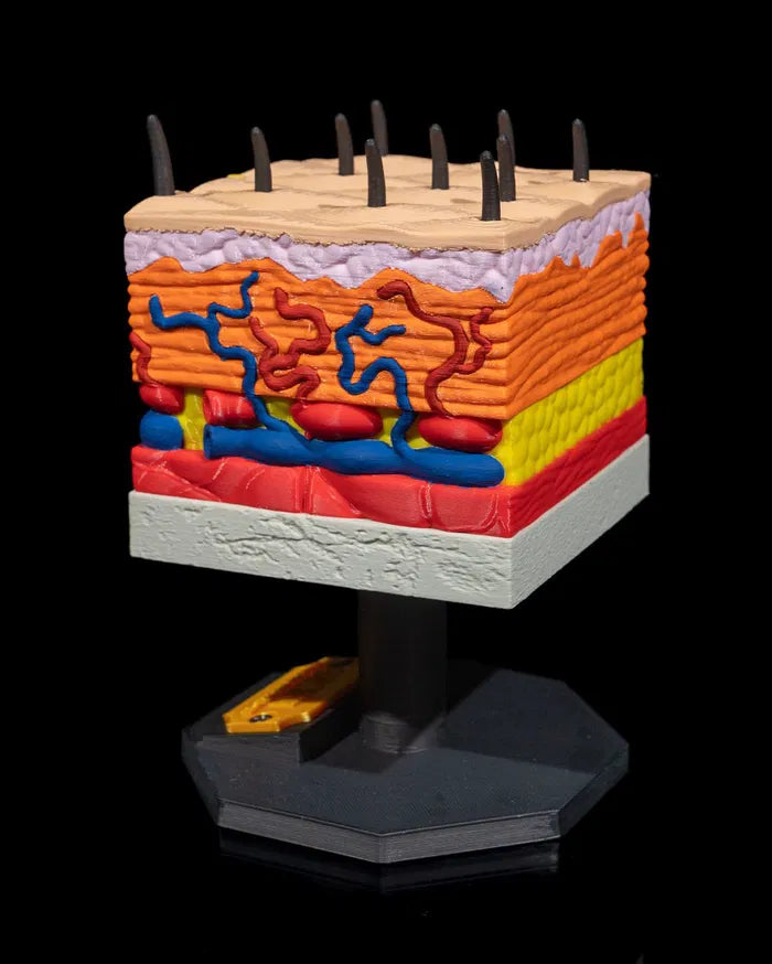 Skin_Cross_Section_8_297dc207a0