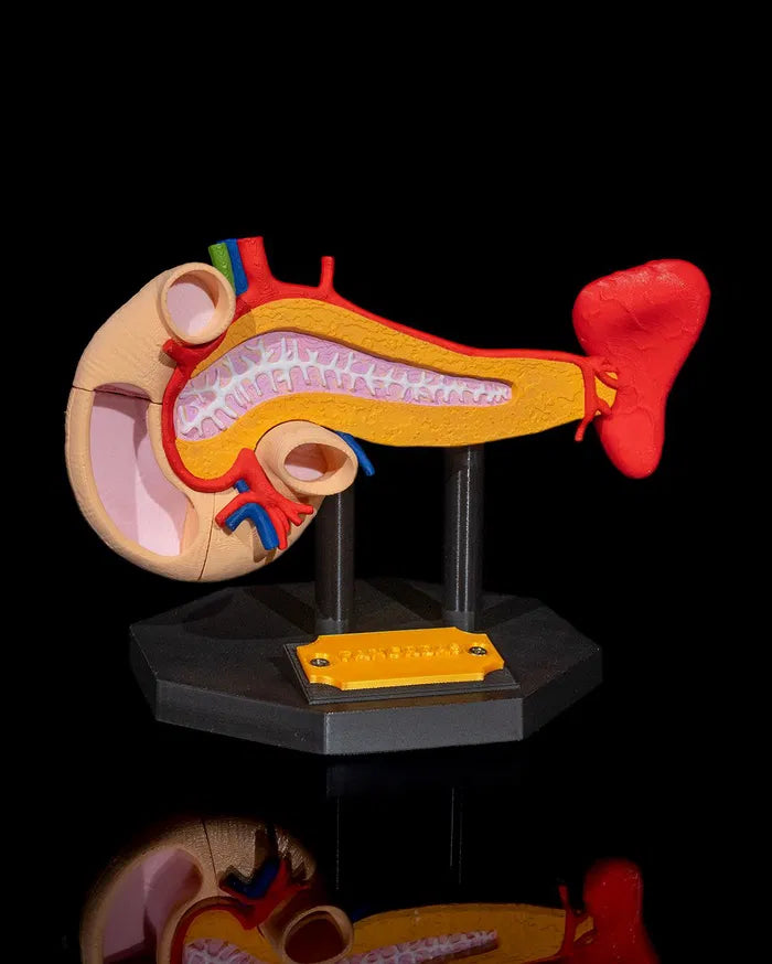 Pancreas_Anatomical_Model_1_3c5766dd2d