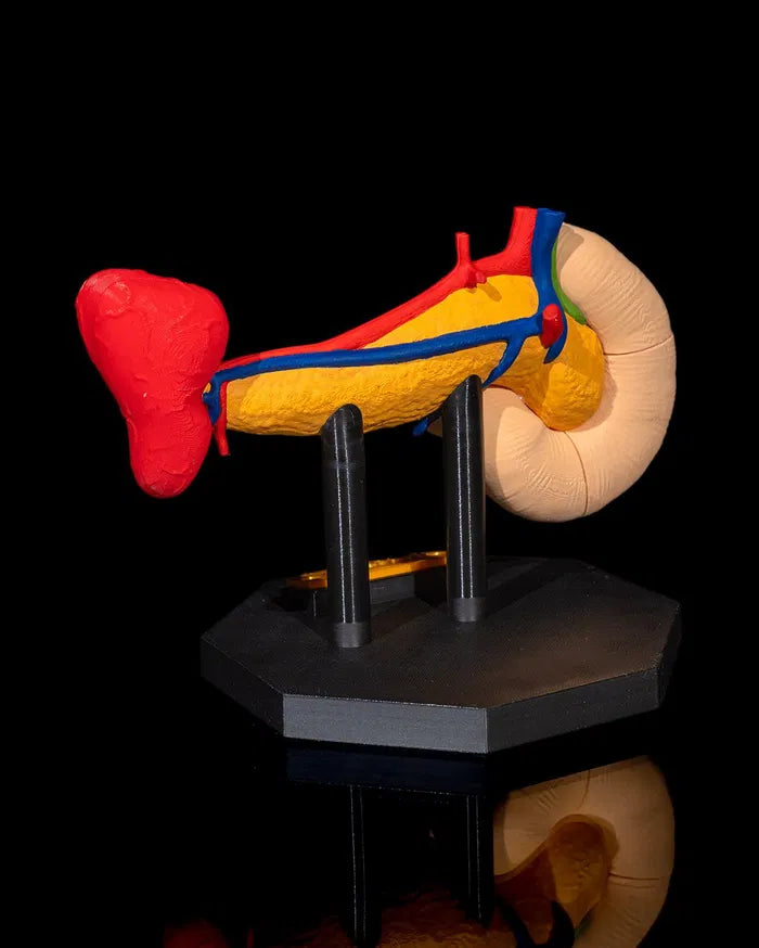 Pancreas_Anatomical_Model_5_25c386091d