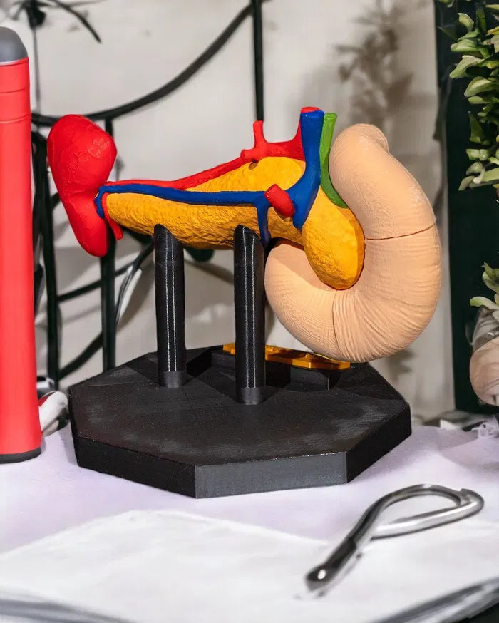 Pancreas_Anatomical_Model_6_Photoroom_1_55c9fcd8c5