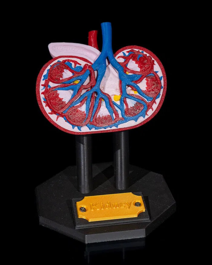 Kidney_Anatomical_Model_2_d89941ec5e
