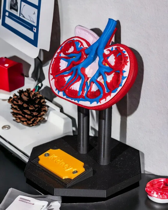 Kidney_Anatomical_Model_3_Photoroom_1_f8986b4a63