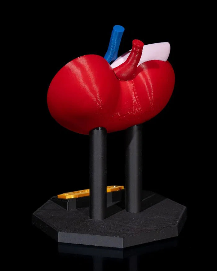 Kidney_Anatomical_Model_4_52f3acbf88