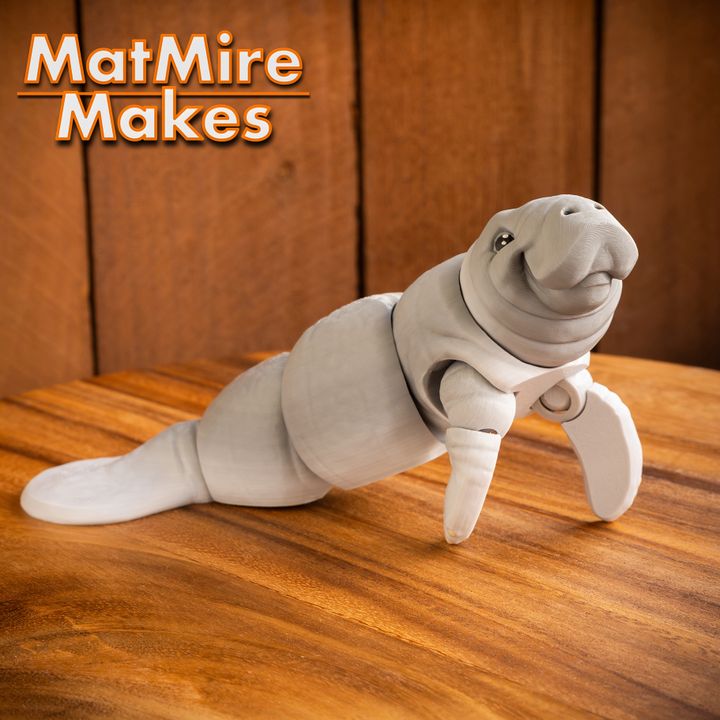 720X720-manatee-24 copy