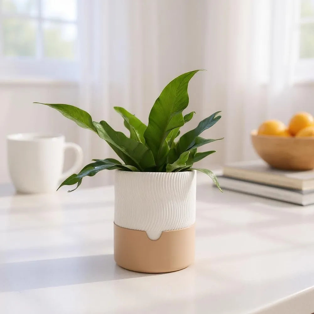 2025-08-03_cc43eec26fb8c8