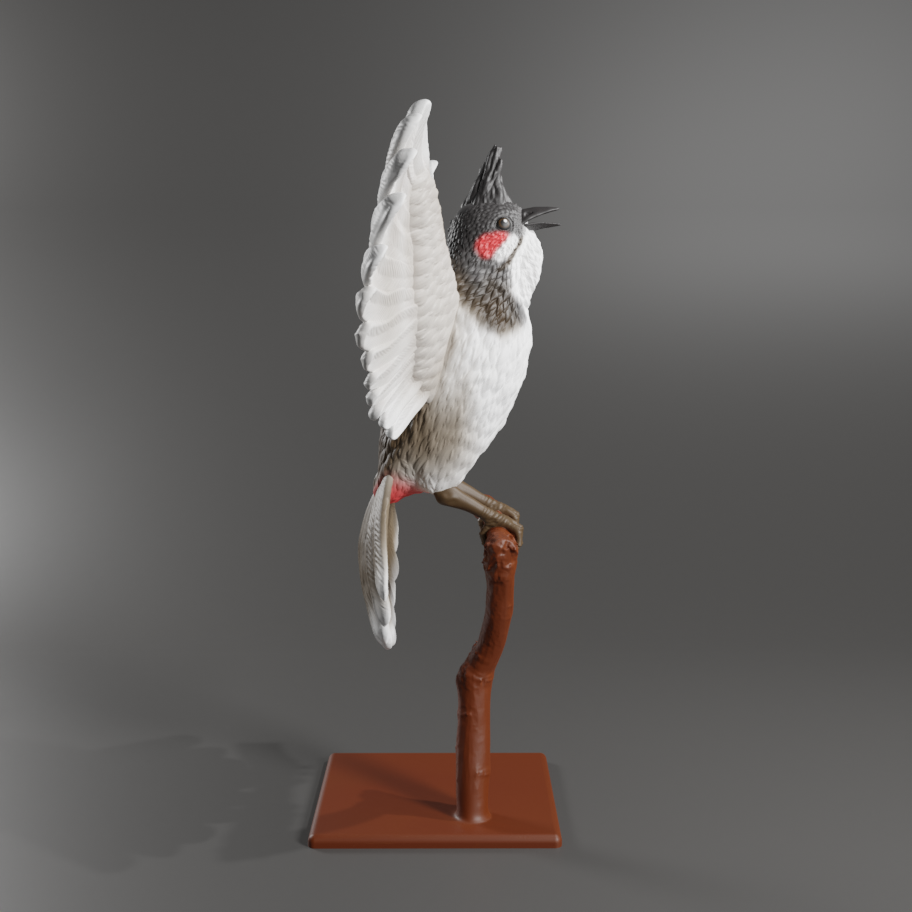 Red-Whiskered Bulbul
