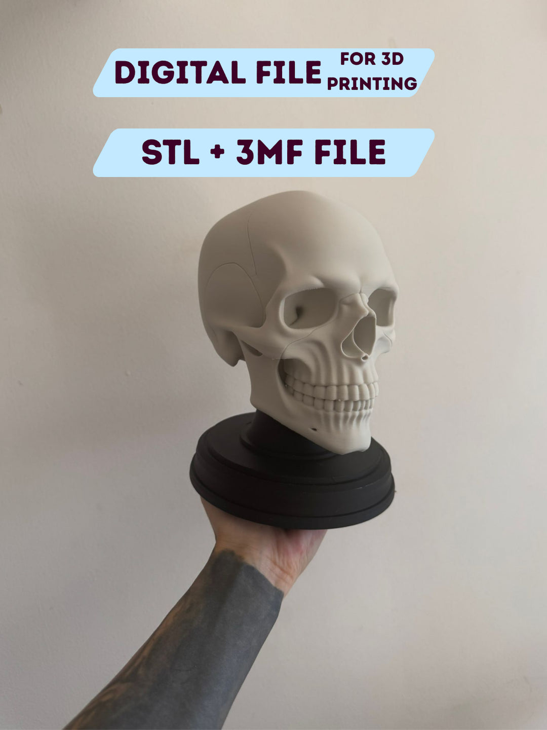 Human Skeleton with Stand
