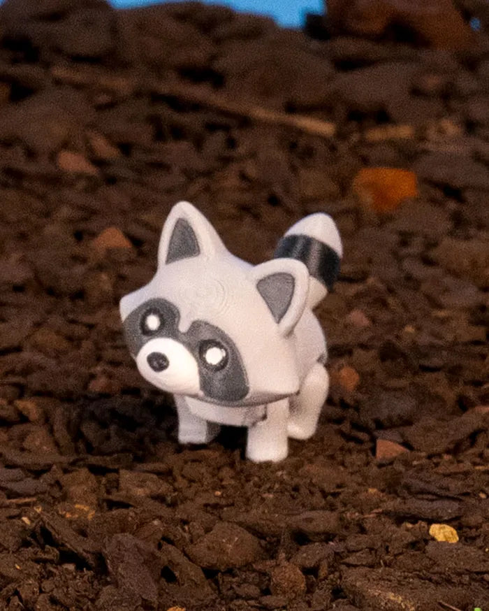 Forest Raccoon