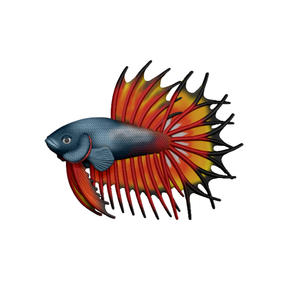 Betta Fish Crowntail