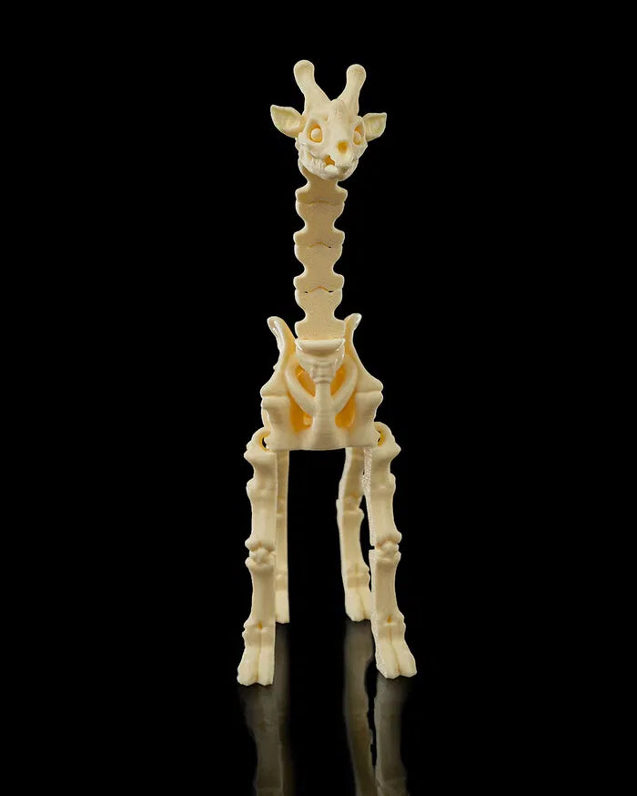 Skeleton_Giraffe1_ff3cb60d44