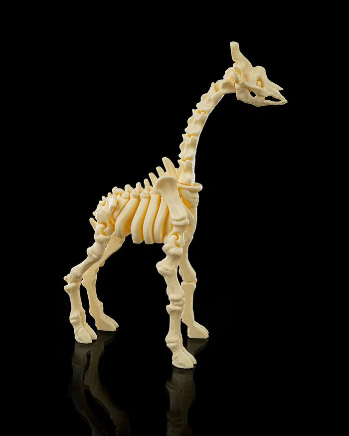 Skeleton_Giraffe2_f2857496fe