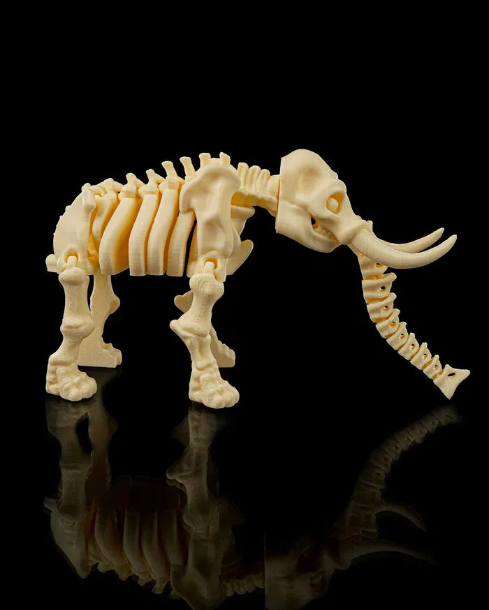 Skeleton_Elephant2_25b0485046