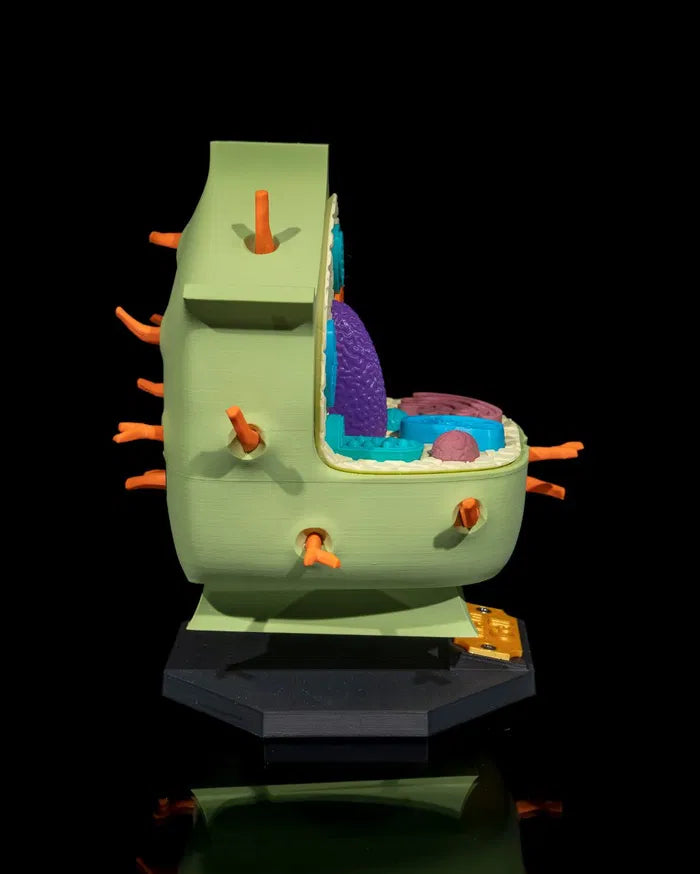 Plant_Cell_4_a00bf7699d