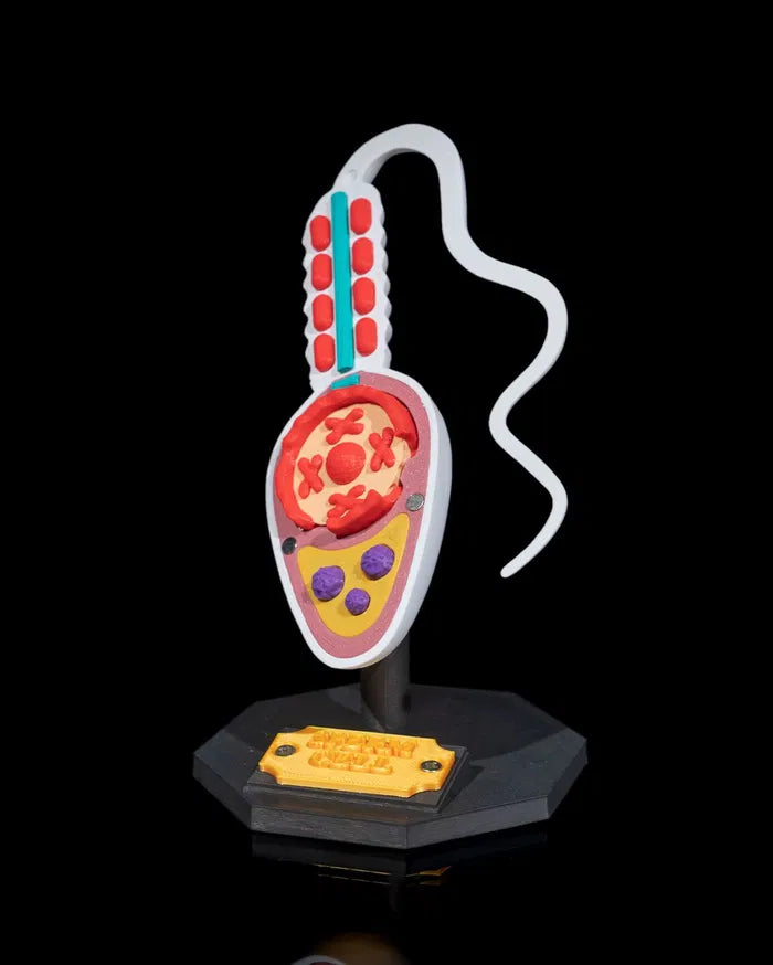 Sperm_Cell_4_547da63847