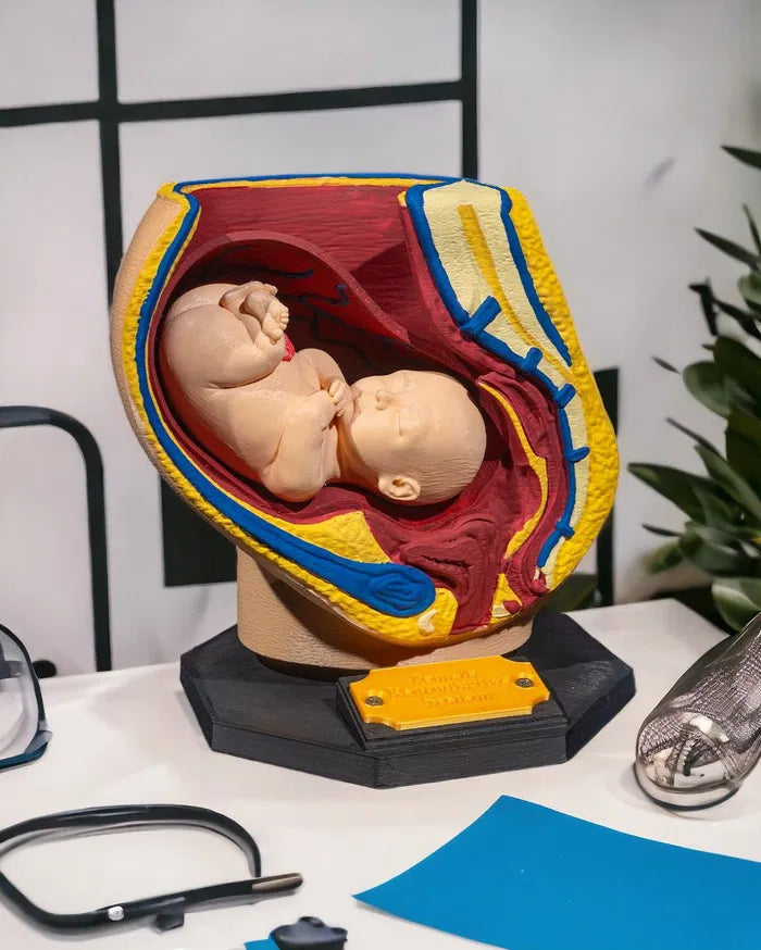 Female_Reproductive_System_2_Photoroom_7e5365526b