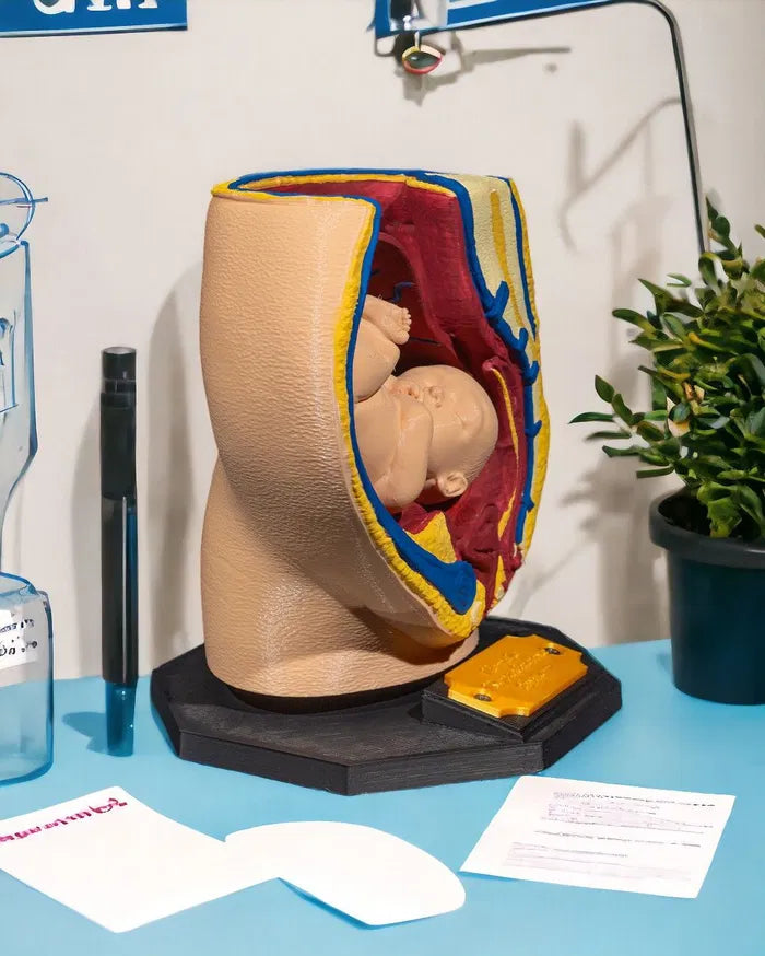 Female_Reproductive_System_3_Photoroom_2_22d218b6ef
