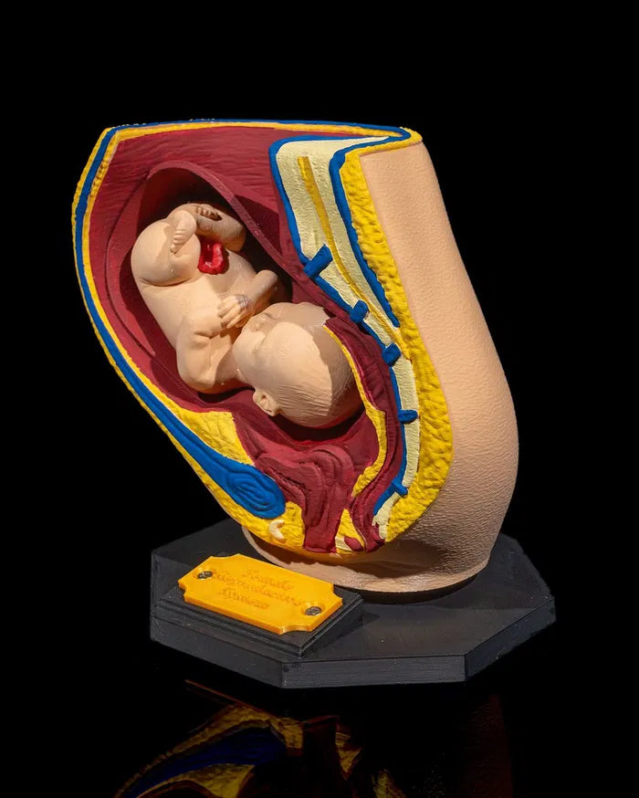 Female_Reproductive_System_5_459a159ccf