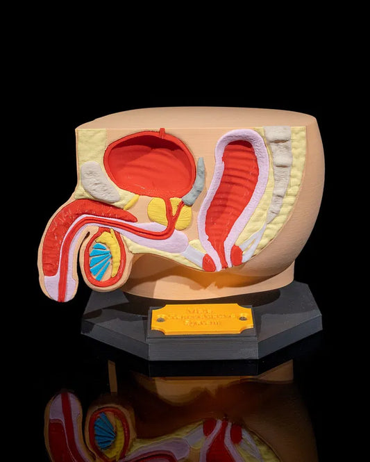 Male_Reproductive_System_1_ebbebcceb2