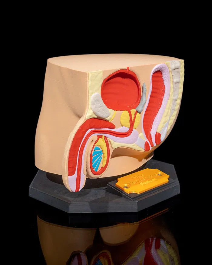 Male_Reproductive_System_2_f5f3faebe4