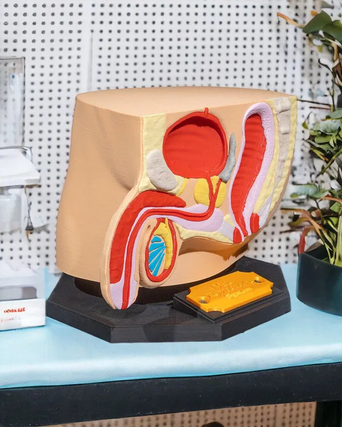 Male_Reproductive_System_2_Photoroom_1_dc5dabb6f8