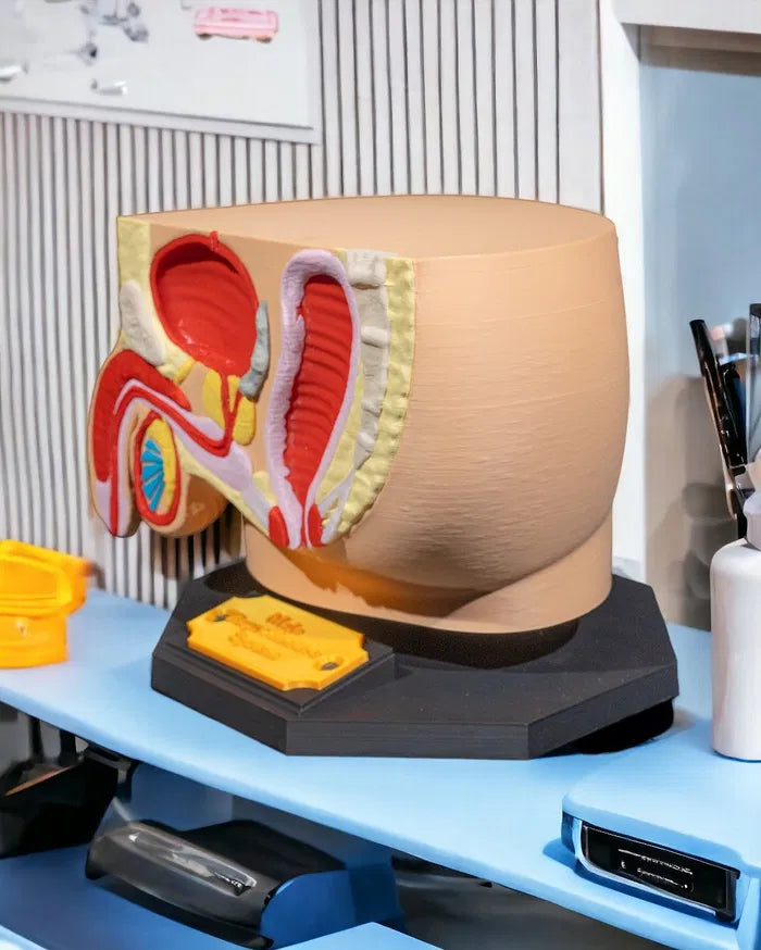 Male_Reproductive_System_5_Photoroom_1_1b3bda0800
