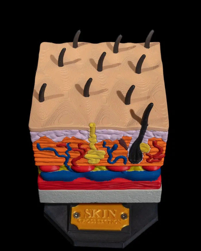 Skin_Cross_Section_2_29f0343b4d