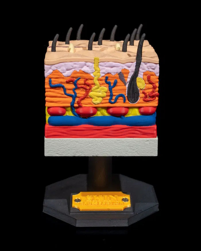 Skin_Cross_Section_3_bc3abf2242