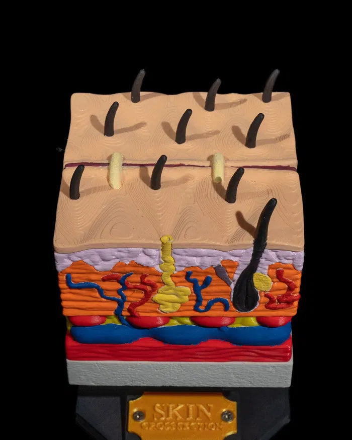 Skin_Cross_Section_4_cb91fc5295