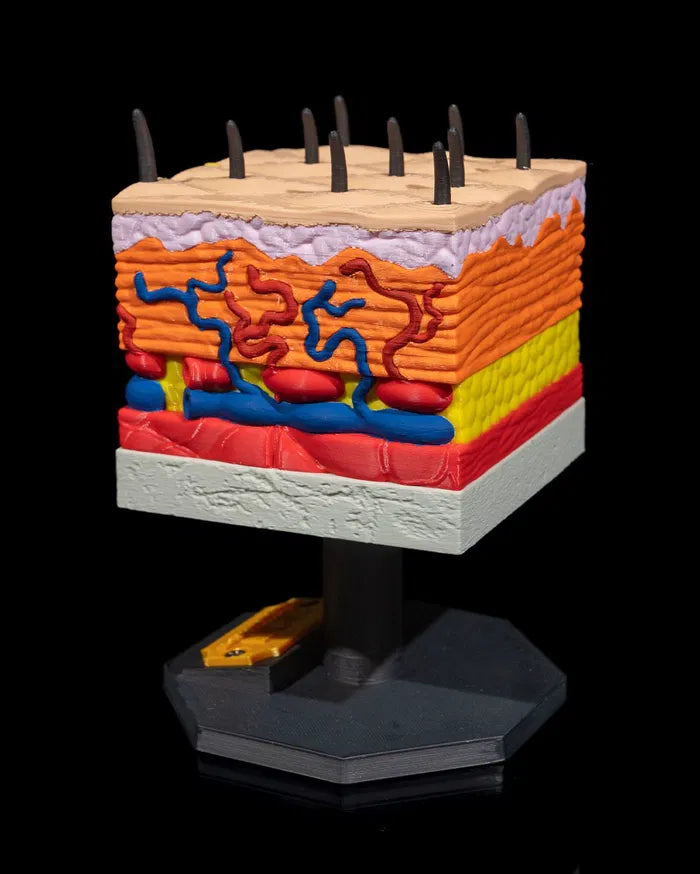 Skin_Cross_Section_9_4aa7610745