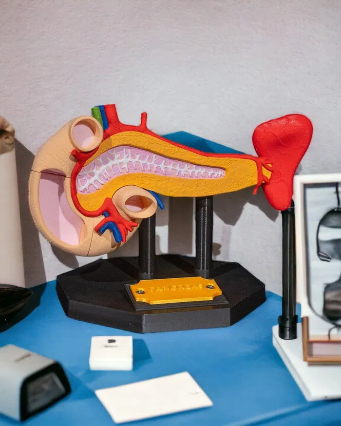 Pancreas_Anatomical_Model_1_Photoroom_e0cac2b2b9