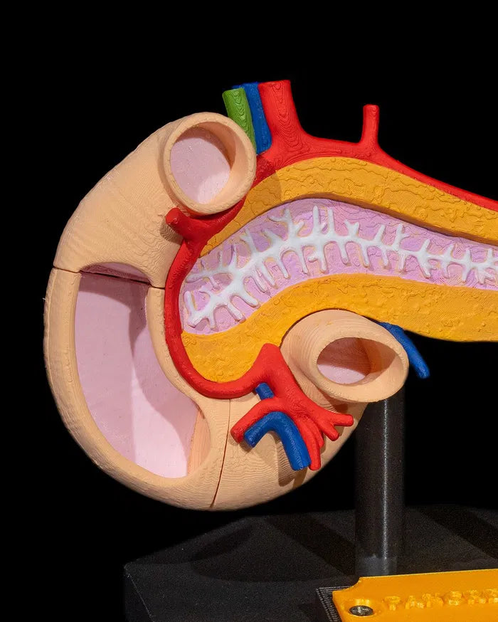 Pancreas_Anatomical_Model_2_eda9682fb9