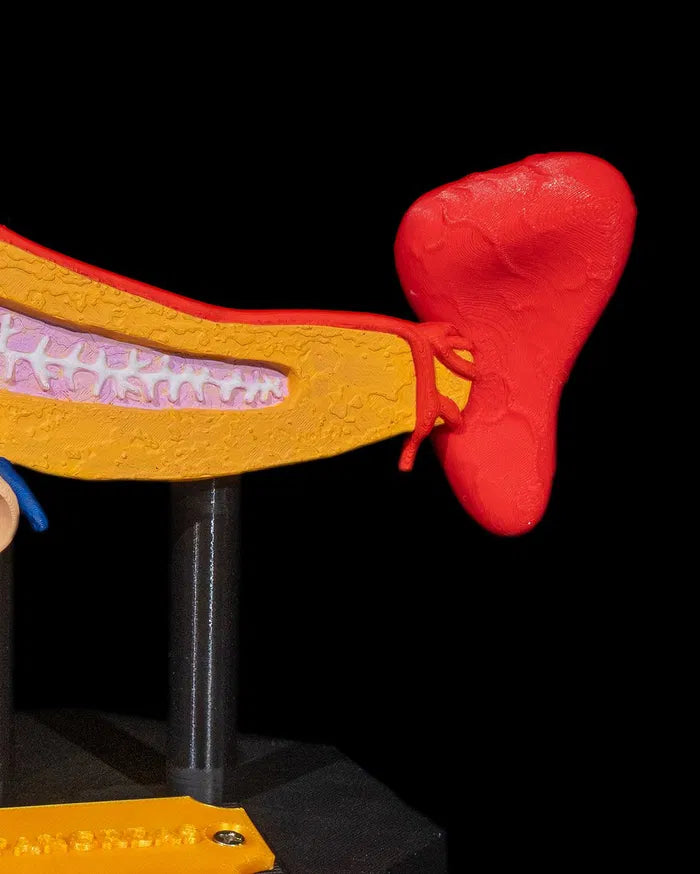 Pancreas_Anatomical_Model_3_33f3487dd6