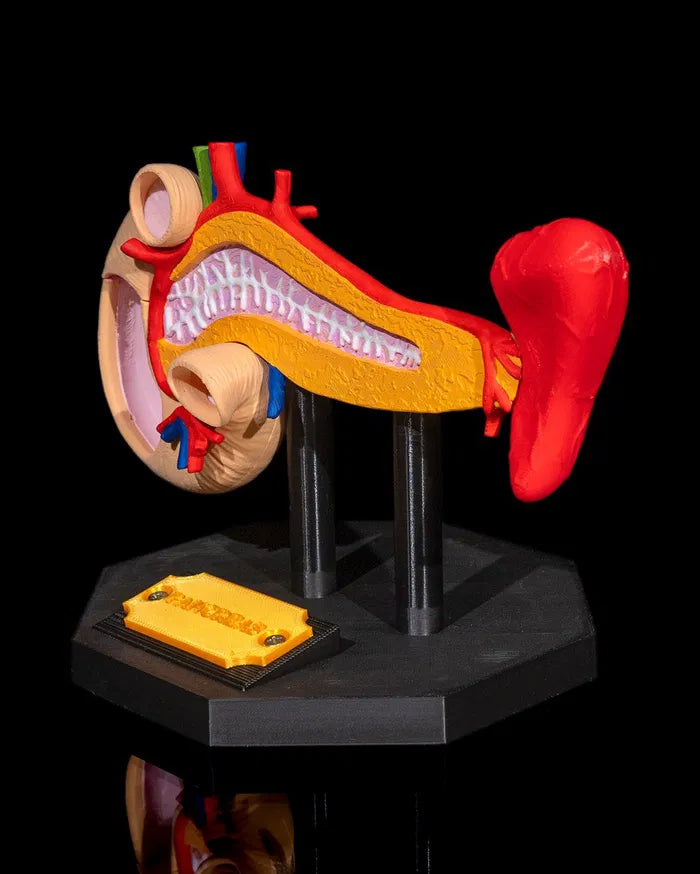 Pancreas_Anatomical_Model_4_090a4a7792