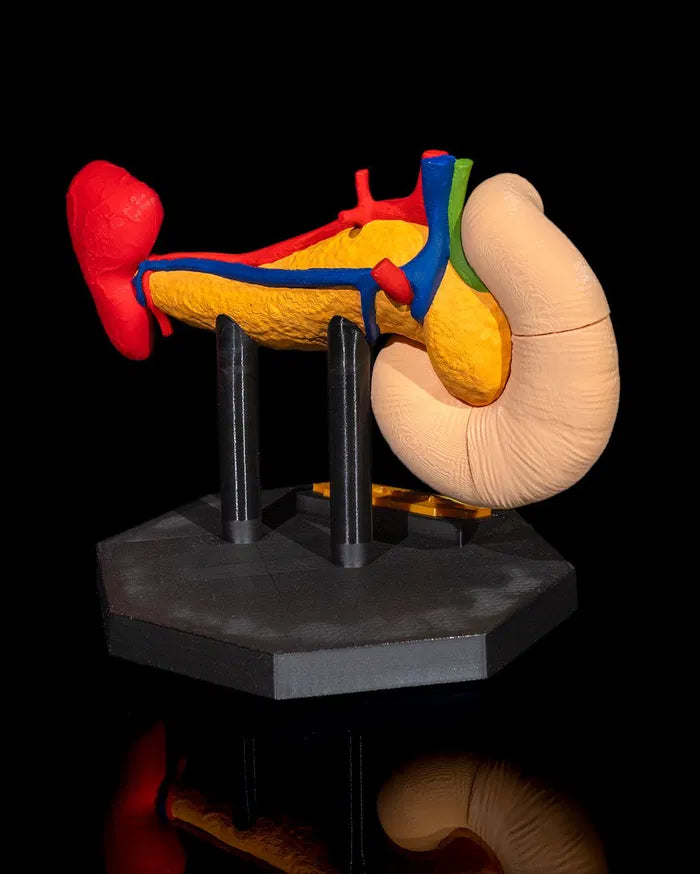 Pancreas_Anatomical_Model_6_eff1746eee