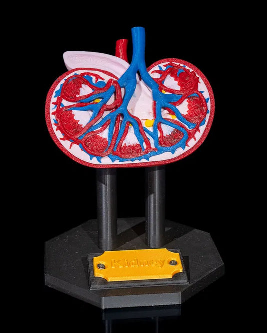 Kidney_Anatomical_Model_1_b6dc069651