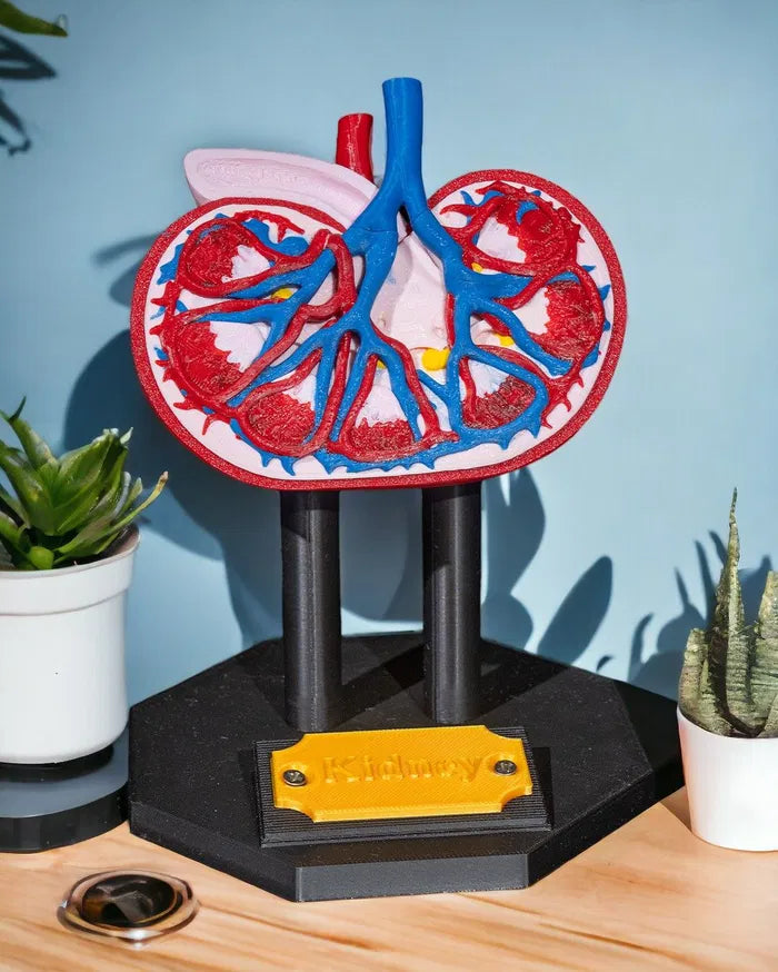 Kidney_Anatomical_Model_1_Photoroom_c8fbb6cf8d