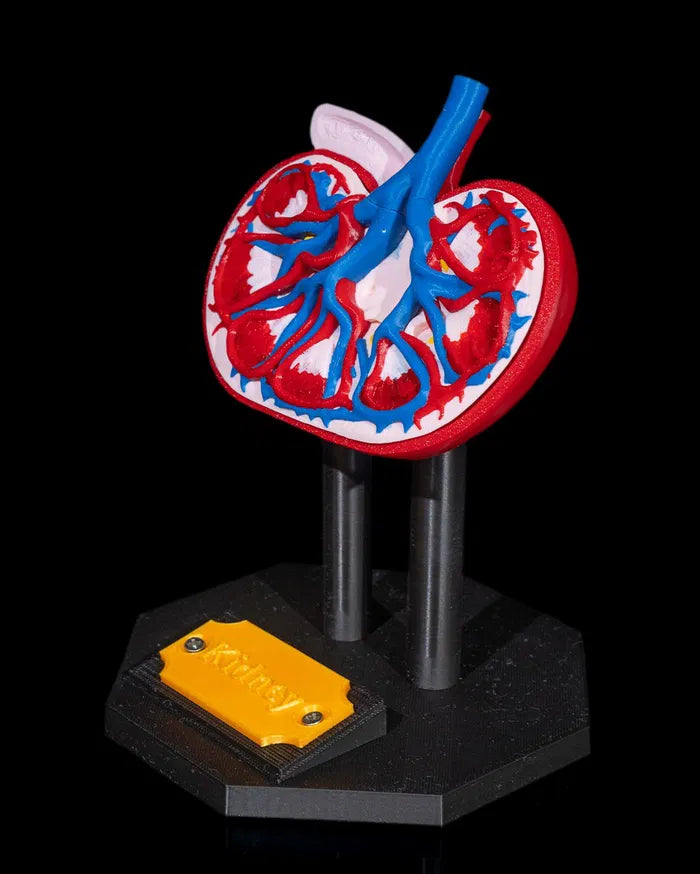 Kidney_Anatomical_Model_3_8a4e922d2c