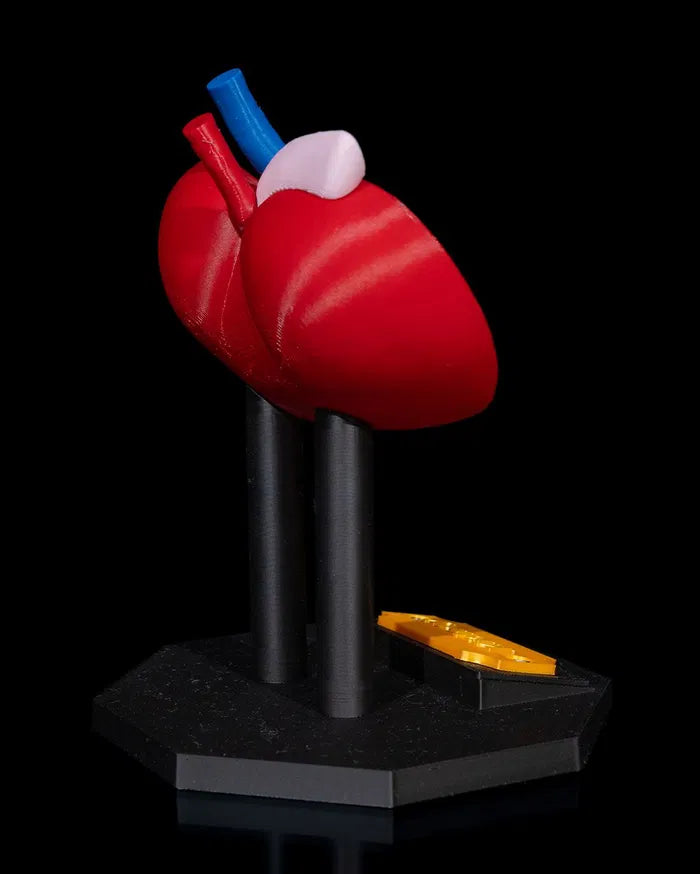 Kidney_Anatomical_Model_5_6f6df7ebd1