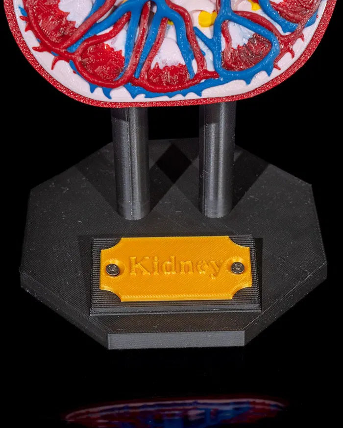 Kidney_Anatomical_Model_6_6ca68e0ba8